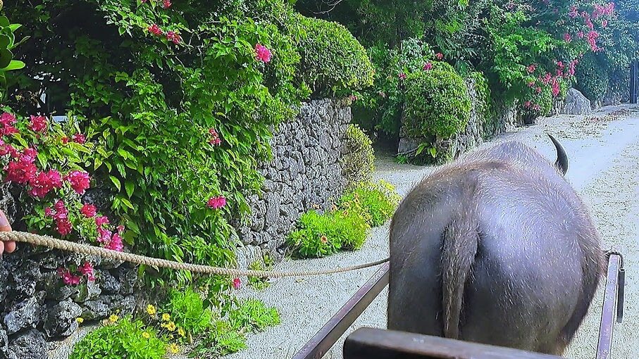 牛車の上から見る、竹富島の町並みと牛